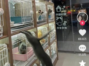 笑死，猫也爱吃瓜