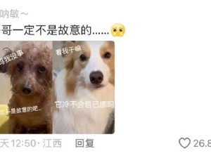 一个故意的一个装的，这么有心眼子的狗