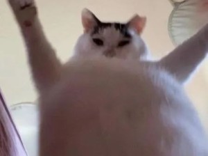 怪猫！好可爱，好想抱抱