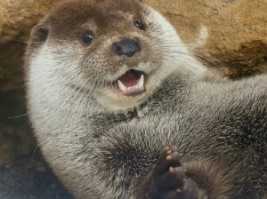 憨憨水獭团子脸！胖胖獭！