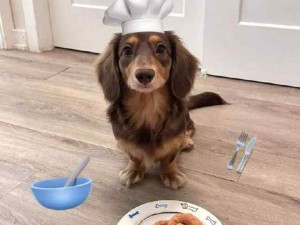 腊肠犬好可爱啊！感觉我能闻到狗香味了