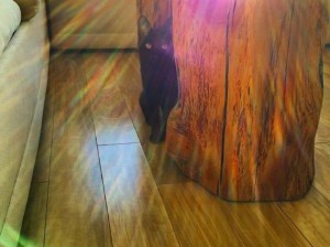 天降神喵！谢谢好运猫猫！