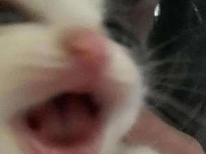 超绝拍照角度啊！小猫咪~
