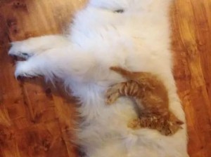 狗子们宠爱猫咪！