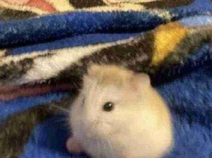 世界需要更多的Q弹小鼠