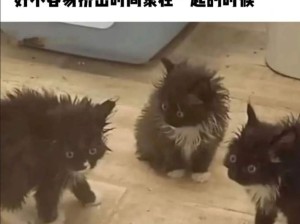 小猫咪做什么都是对的