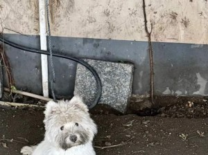 脏脏小狗！看起来委屈巴巴