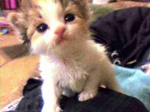 乖乖可爱晕倒了！补充小猫能量