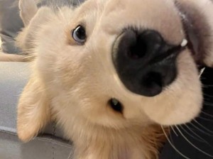 可爱小鸡毛！小狗的世界，单纯又可爱！