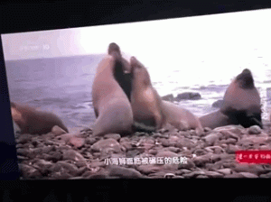 没想到海狮是这样保护娃的