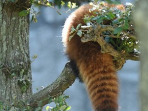 一只小拖孩！好努力的小短腿儿