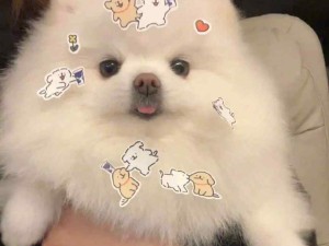 狗狗的萌力太能治愈啦！