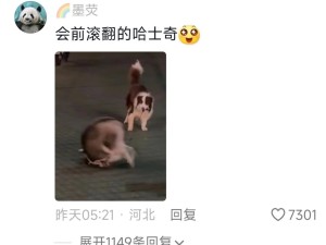 边牧：玩你如玩狗