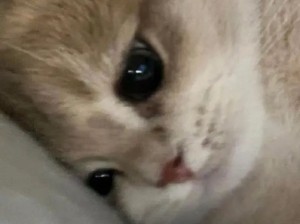 好委屈的小猫咪！才不要跟你好哼