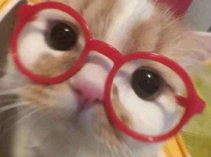 开门！我是你的小猫