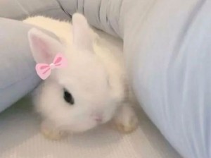 宝宝兔！好萌啊代代波波