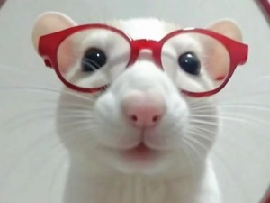 是可爱的精灵鼠小弟