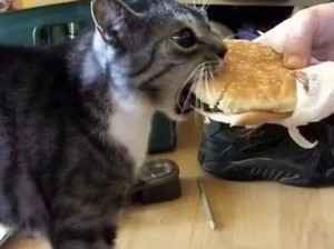 小猫你可以吃任何东西