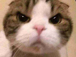 小猫脸突击！萌化了！