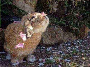 小兔兔！小脸为什么这么萌