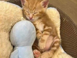 小橘！我的梦中情猫