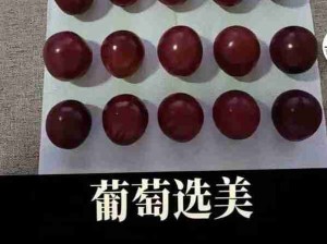 葡萄选美！抽象还是人类抽象