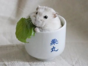 可耐的鼠鼠！鼠你最可爱