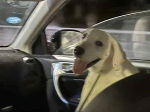 小狗吹风等于小狗刷短视频