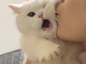 看把人家大白馒头吓得！一口一个！