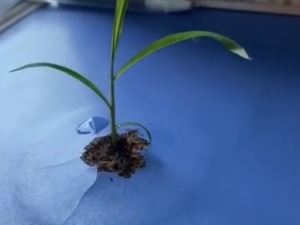 原来校草是你