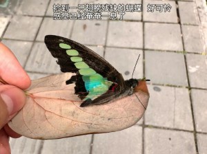 小蝴蝶：我遇到心软的神啦