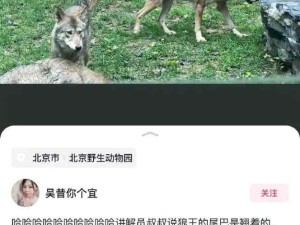 讨好型狼格！难怪公司都要狼性文化