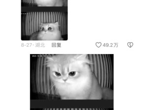 国庆留守猫咪！小猫哪知道什么叫放假