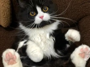 好像动画片里的小猫